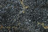 Polished, Black Petrified Palm Root Slab - Indonesia #151997-1